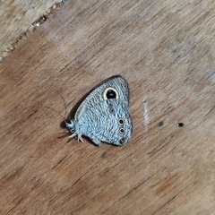 Ypthima horsfieldii humei