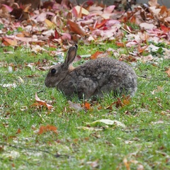 Oryctolagus cuniculus