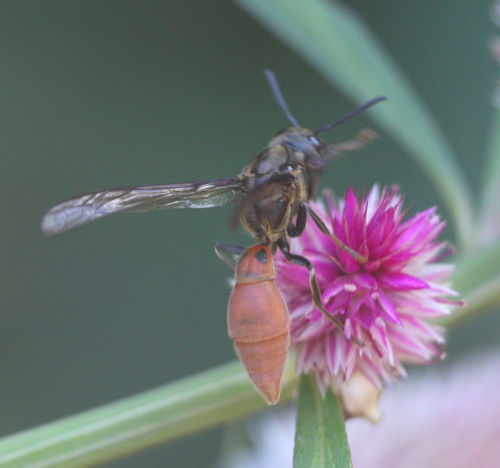 Montezumia dimidiata