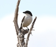 Lanius dorsalis