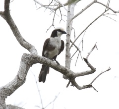 Eurocephalus ruppelli