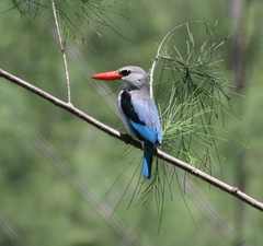 Halcyon senegaloides