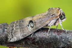 Tethea ocularis