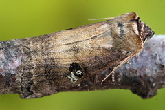 Tethea ocularis