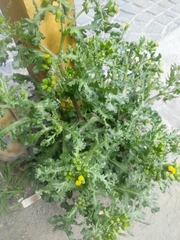 Senecio vulgaris