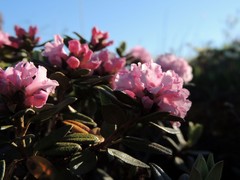 Rhododendron adamsii