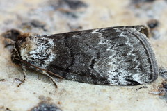 Tetheella fluctuosa