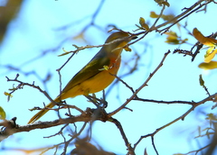 Telophorus sulfureopectus