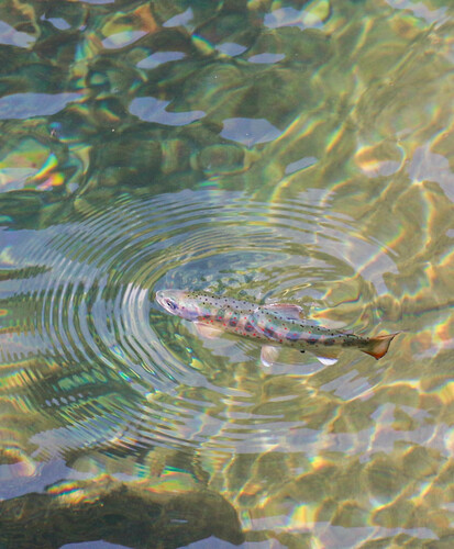 Cherry salmon (Oncorhynchus masou) — Salmonidae — 4