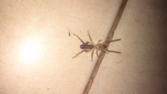 Ammotrechidae