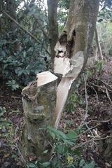 Aquilaria sinensis