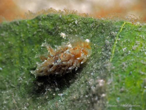 Warty Baeolidia