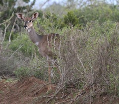 Tragelaphus imberbis