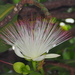 Barringtonia asiatica - Photo Δεν διατηρούνται δικαιώματα, uploaded by 葉子