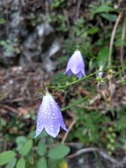 Adenophora morrisonensis