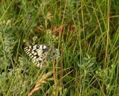 Melanargia russiae