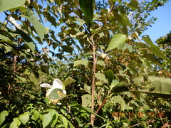 Theaceae