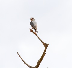 Polihierax semitorquatus