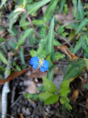 Commelina auriculata