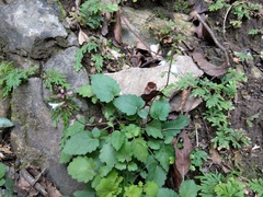 Salvia scapiformis