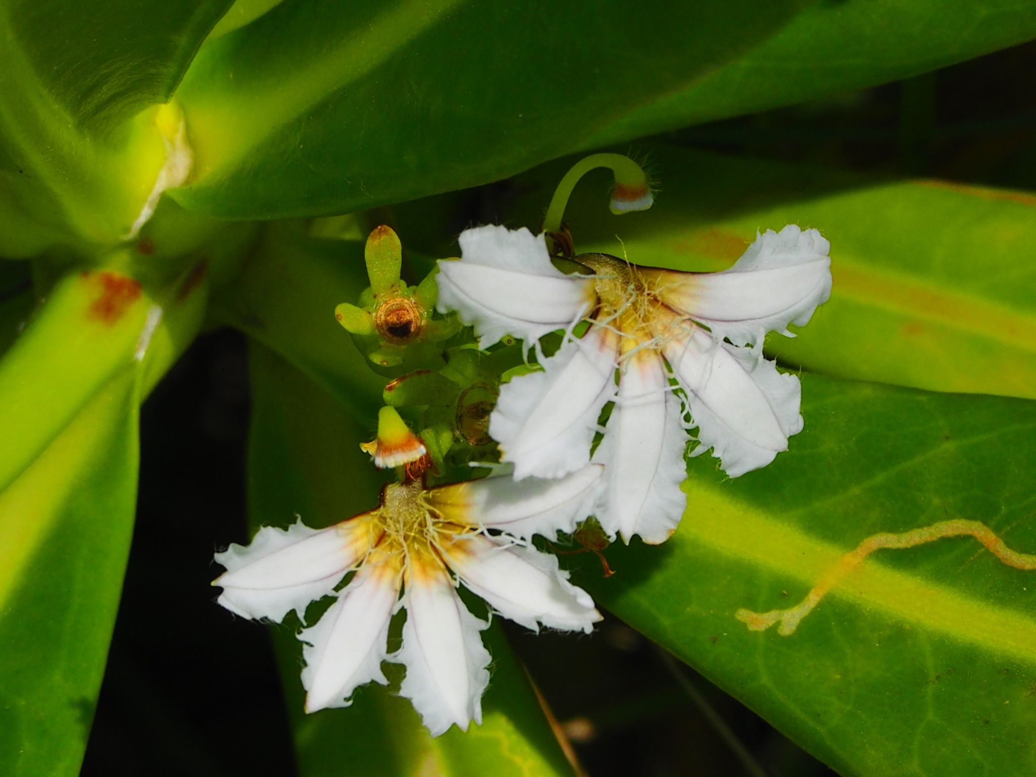 Scaevola taccada