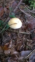 Amanita junquillea