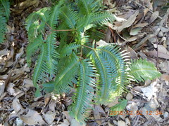 Dicranopteris