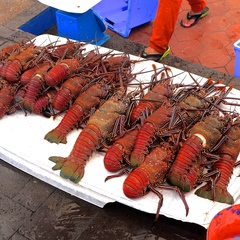 Panulirus penicillatus