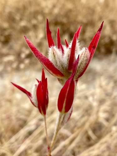 Clarkia purpurea