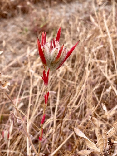 Clarkia purpurea
