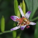Toad Lilies - Photo (c) 葉子, some rights reserved (CC BY-NC-ND), uploaded by 葉子