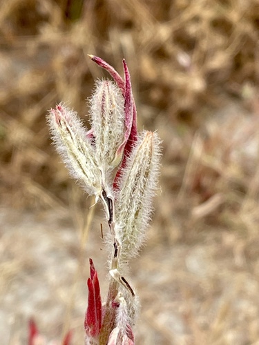Clarkia purpurea