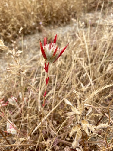 Clarkia purpurea