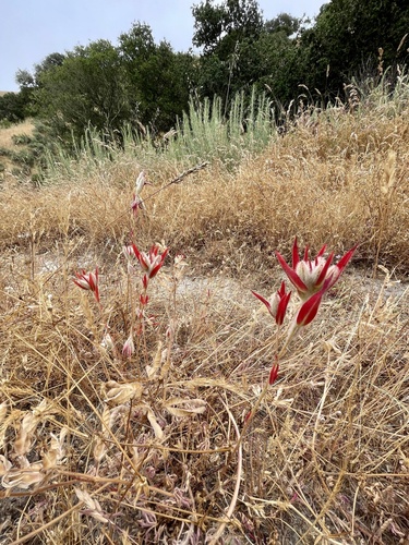 Clarkia purpurea