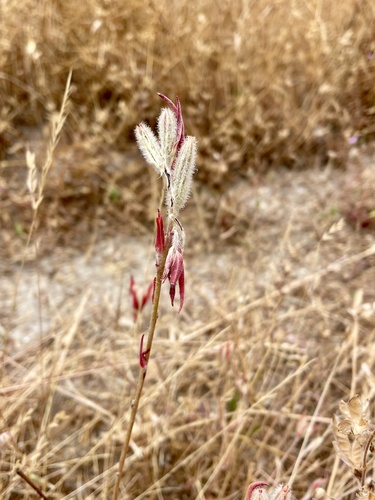 Clarkia purpurea