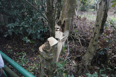 Aquilaria sinensis