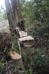 Aquilaria sinensis