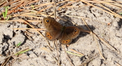 Lasiommata petropolitana