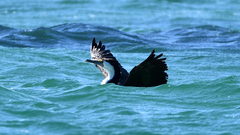 Phalacrocorax varius hypoleucos