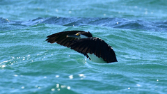Phalacrocorax varius hypoleucos
