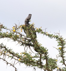 Corythaixoides leucogaster