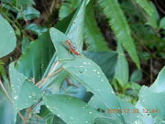 Cardiodactylus novaeguineae