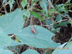 Cardiodactylus guttulus