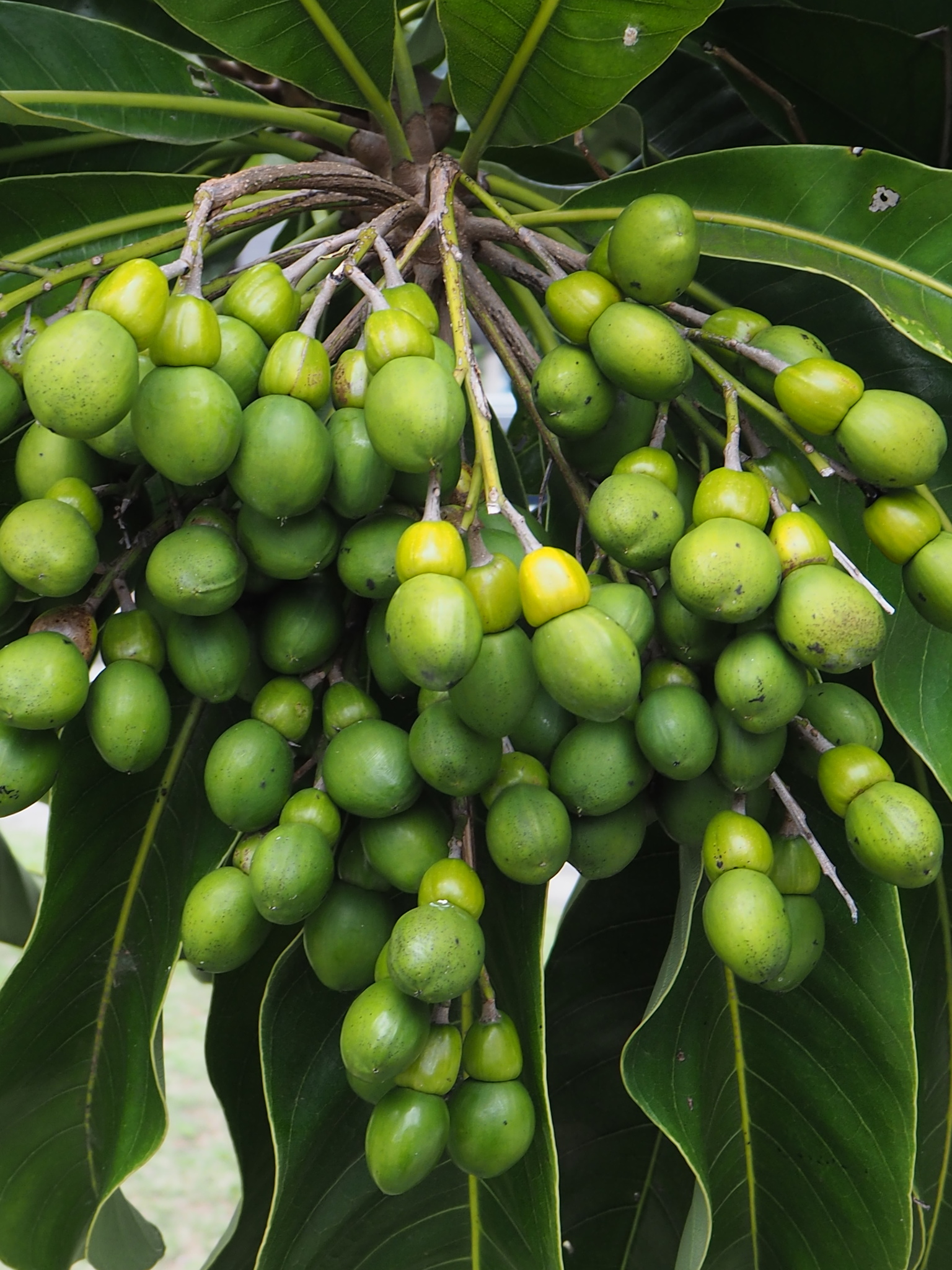 Semecarpus longifolius