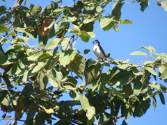 Polioptila nigriceps