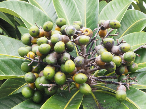 Semecarpus longifolius
