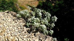 Image of Artemisia gorgonum