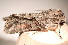 Achatia distincta