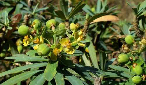 Euphorbia tuckeyana image