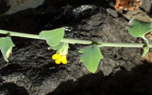 Nanorrhinum dichondrifolium image